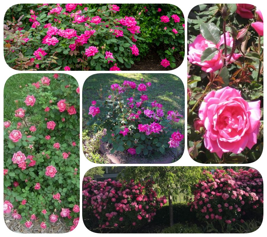 Double Pink Knock Out róże rabatowe